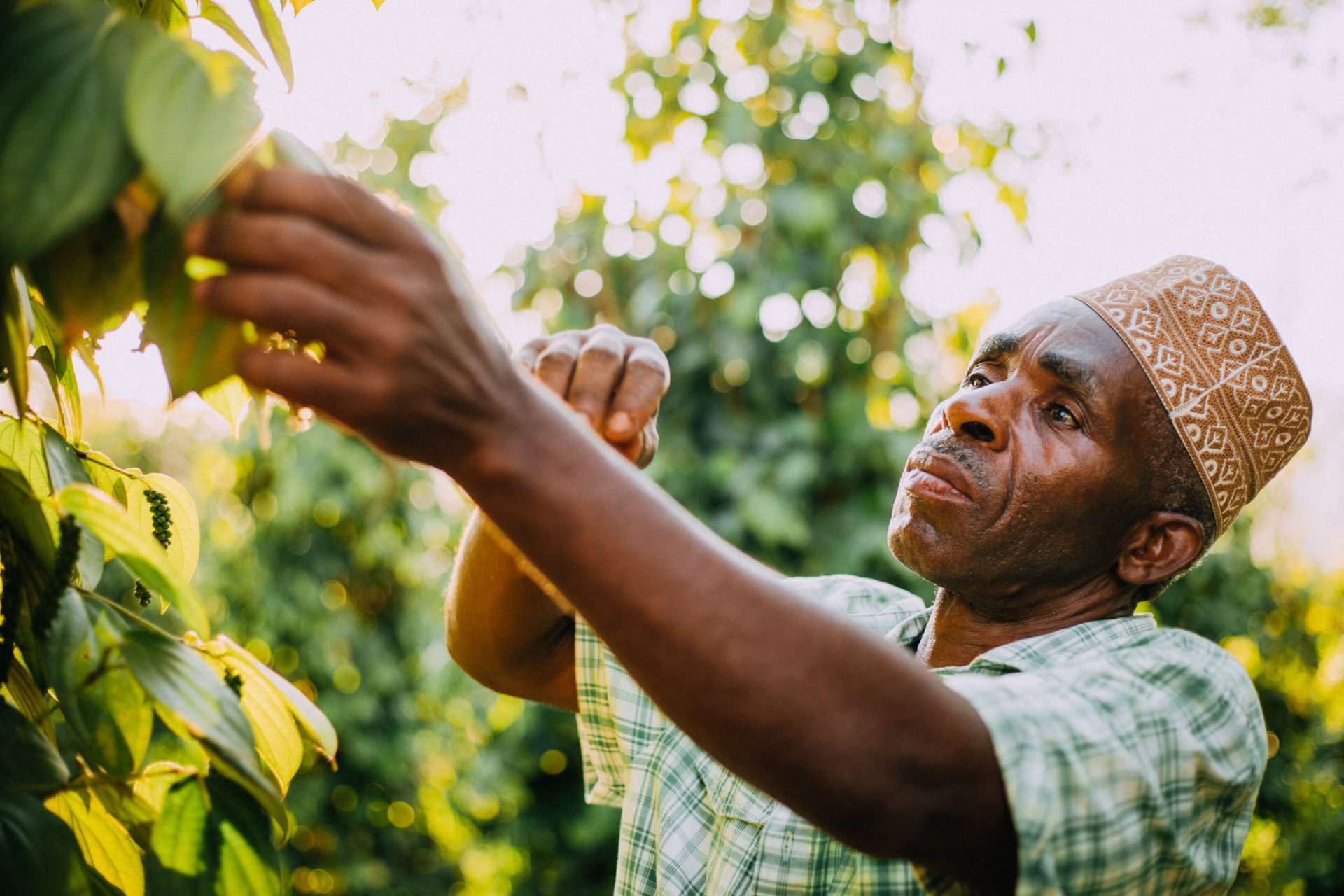 Grounded Investment Company verbetert voedselproductie door het stimuleren van duurzame landbouwmethoden, het versterken van de bodemkwaliteit en het verhogen van de inkomens van boeren.