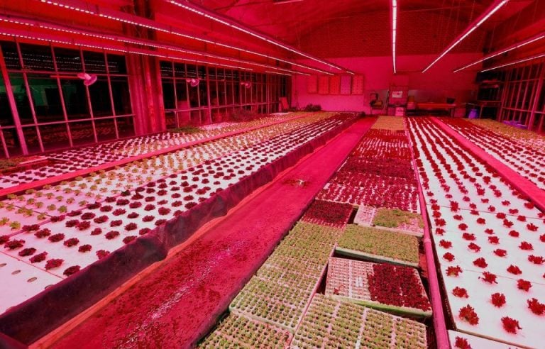 Stichting Phood Farm