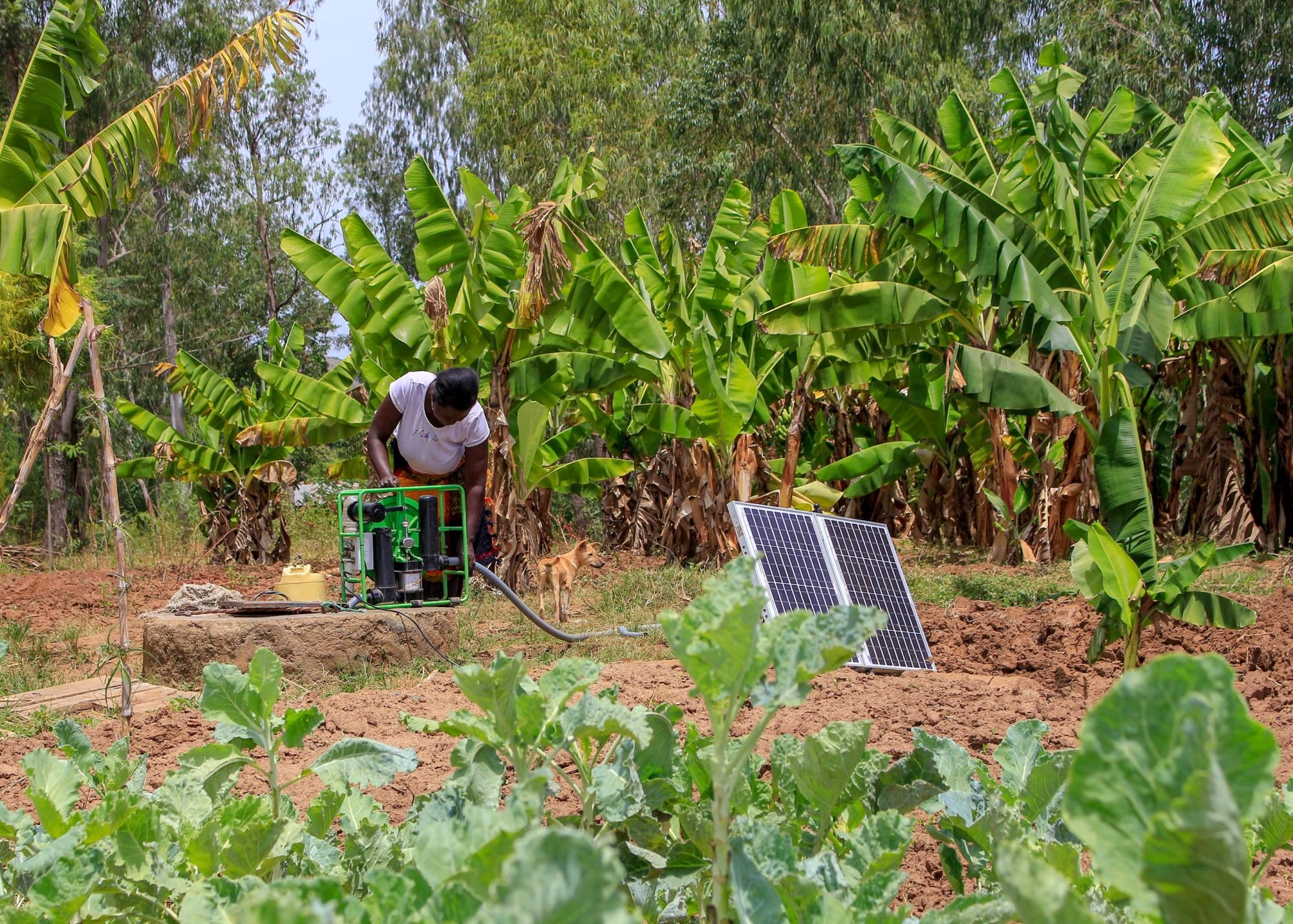 Energy Access Institutions Facility