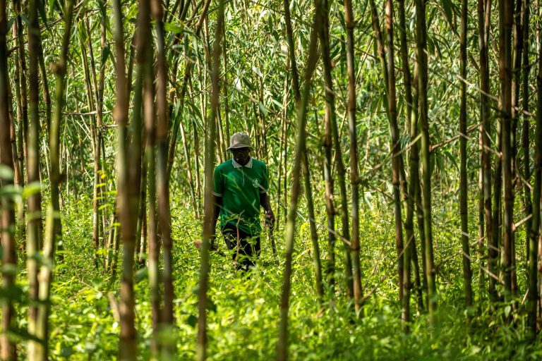 Bamboo Wamu Uganda