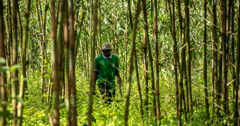 Bamboo Wamu Uganda