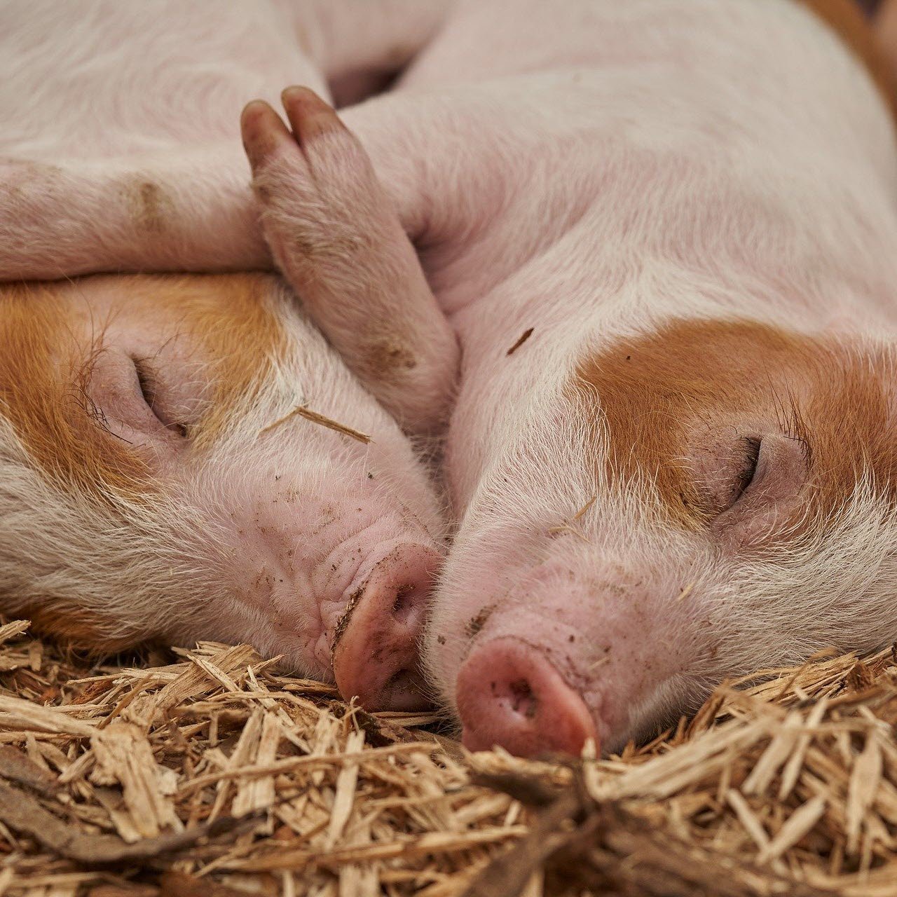 Vakbond voor Dieren