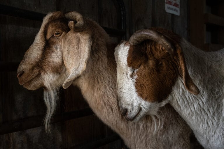 Vakbond voor Dieren 2026 – 2027