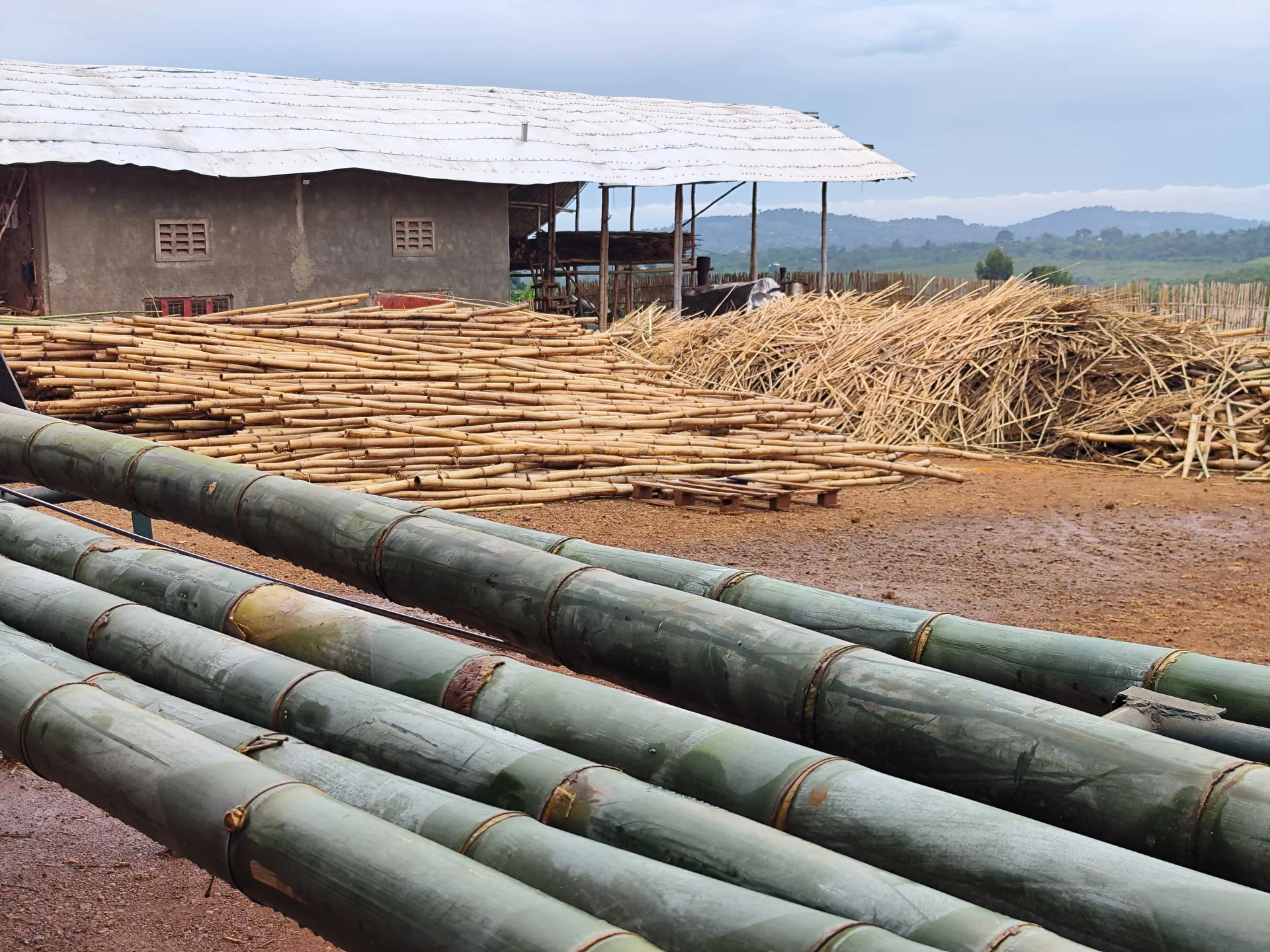 Amabanda bamboo poles and splits